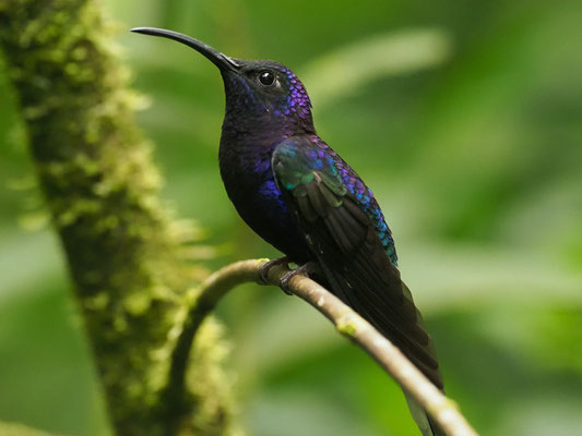 VIOLETTDEGENFLÜGEL, VIOLET SABREWING, CAMPYLOPTERUS HEMILEUCURUS