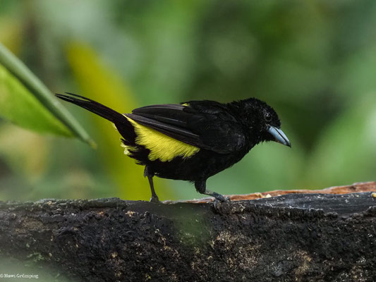 ZITRONENTANGARE, LEMON-RUMPED TANAGER - RAMPHOCELUS ICTERONOTUS