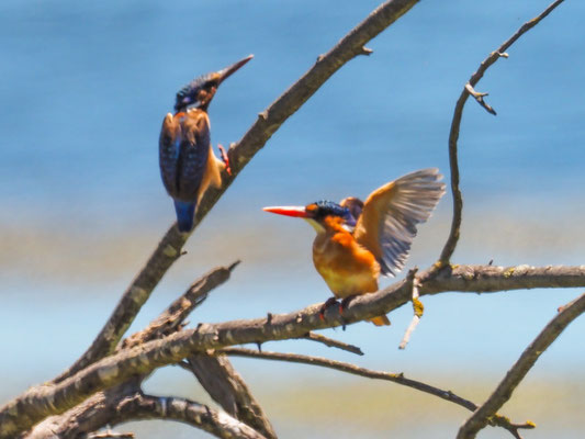 Haubenzwergfischer, Malachite Kingfisher - Alcedo cristata