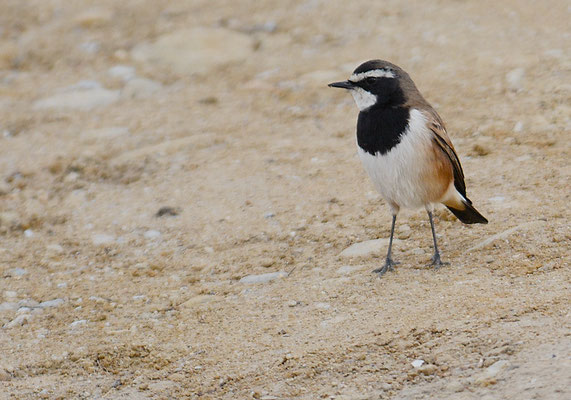 ERDSCHMÄTZER, CAPPED WHEATEAR, OENANTHE PILEATA
