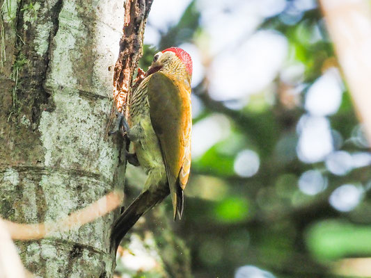 Sperlingsspecht, Little Woodpecker - Veniliornis passerinus