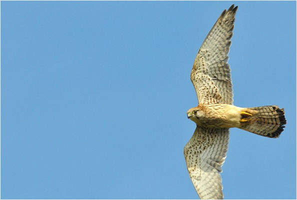 TURMFALKE, KESTREL, FALCO TINNUNCULUS