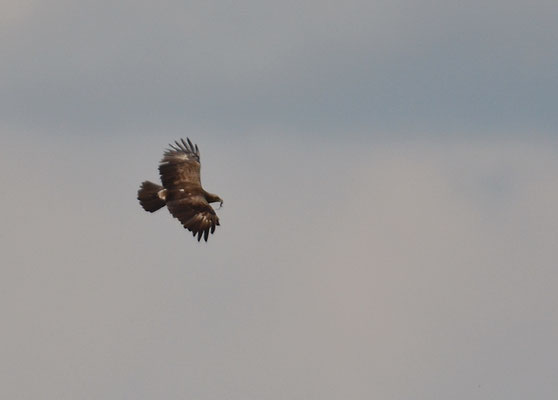 SCHREIADLER, LESSER SPOTTED EAGLE, AQUILA POMARINA