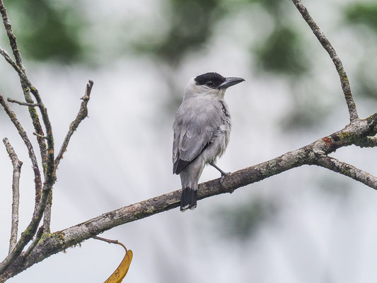 SCHWARZKAPPEN-BEKARDE, BLACK-CROWNED TITYRA, TITYRA INQUISITOR