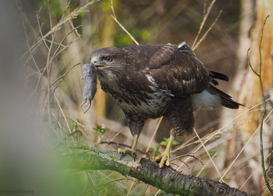 Mäusebussard, common buzzard, buteo buteo