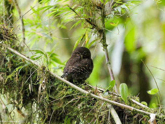 ANDEN-SPERLINGSKAUZ, ANDEAN PYGMY OWL - GLAUCIDIUM JARDINII