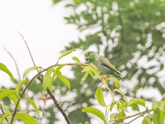 BLAUGENICK-SPERLINGSPAPAGEI, PACIFIC PARROTLET - FORPUS COELESTIS