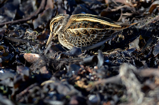 ZWERGSCHNEPFE, JACK SNIPE, LYMNOCRYPTES MINIMUS