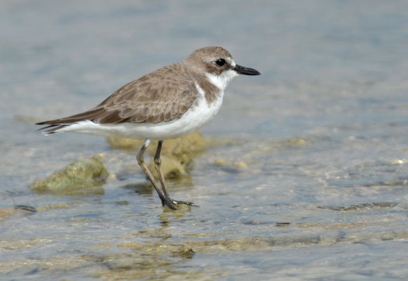 WÜSTENREGENPFEIFER, GREATER SAND PLOVER, CHARADRIUS LESCHENAULTII