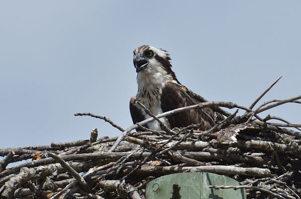 FISCHADLER, OSPREY, PANDION HALIAETUS