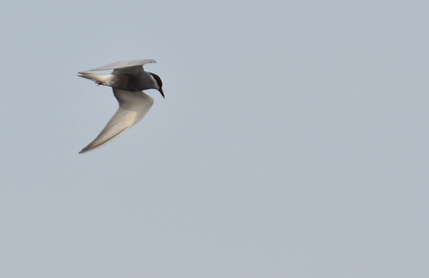 WEISSBARTSEESCHWALBE, WHISKERED TERN,  CHLIDONIAS HYBRIDA