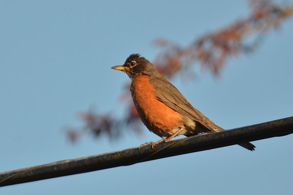 WANDERDROSSEL, AMERICAN ROBIN, TURDUS MIGRATORIUS