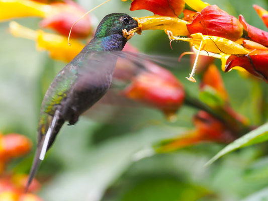 BLAUKEHL-ANDENKOLIBRI, GREEN-BACKED HILLSTAR - UROCHROA BOUGUERI