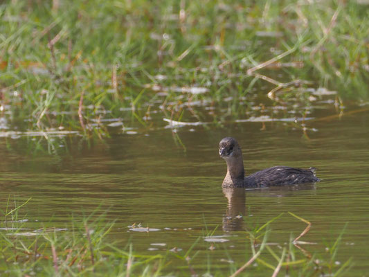 Bindentaucher, Pied-billed Grebe - Podilymbus podiceps