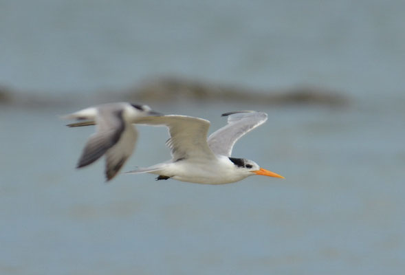 RÜPPELLSEESCHWALBE, LESSER CRESTED TERN, THALASSEUS BENGALENSIS