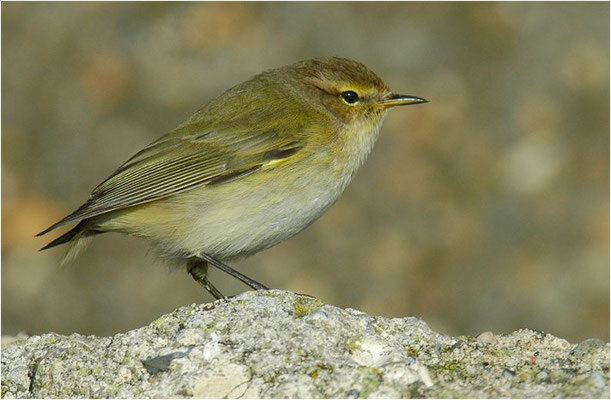 ZILPZALP, CHIFFCHAFF, PHYLLOSCOPUS COLLYBITA