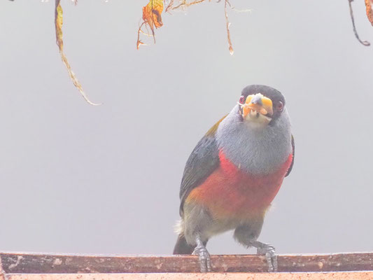 Tukan-Bartvogel, Toucan Barbet - Semnornis ramphastinus