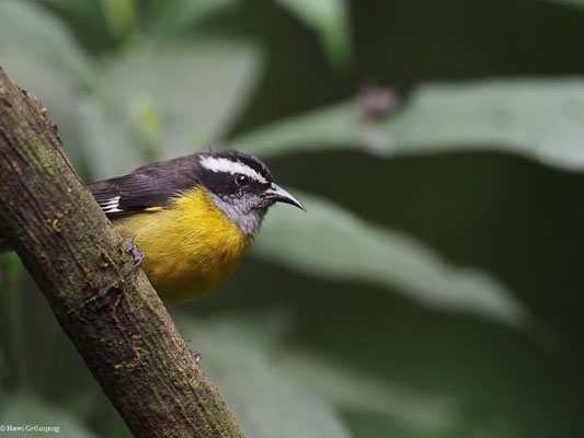 ZUCKERVOGEL, BANANAQUIT - COEREBA FLAVEOLA