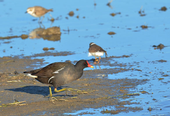 TEICHRALLE, MOORHEN, GALINULA CHLOROPUS