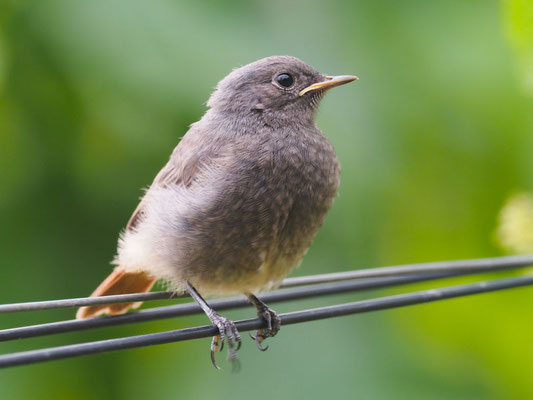 Hausrotschwanz, black redstart, phoenicurus ochruros
