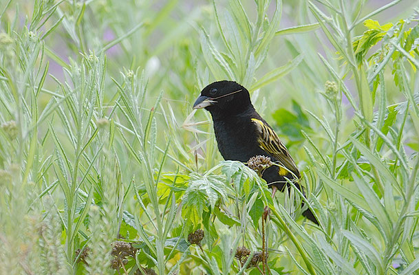 SAMTWEBER, YELLOW BISHOP, EUPLECTES CAPENSIS