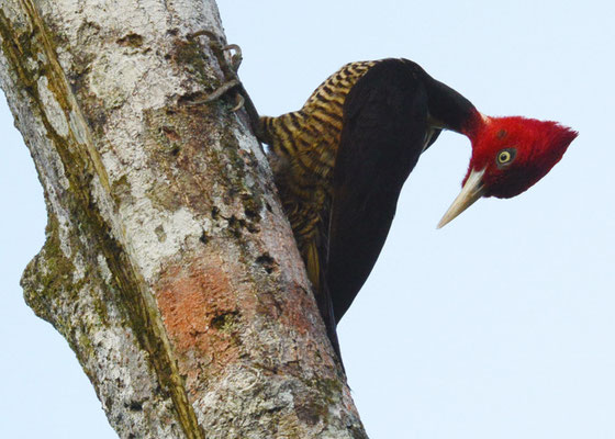 KÖNIGSSPECHT, PALE-BILLED WOODPECKER, CAMPEPHILUS GUATEMALENSIS