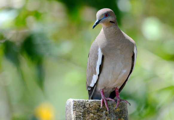 WEISSFLÜGELTAUBE, WHITE-WINGED DOVE, ZENAIDA ASIATICA