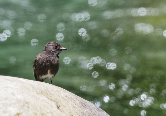 SCHWARZKOPF-PHOEBETYRANN, BLACK PHOEBE, SAYORNIS NIGRICANS