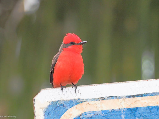 RUBINTYRANN, VERMILION FLYCATCHER - PYROCEPHALUS RUBINUS