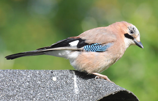 EICHELHÄHER, JAY, GARRULUS GLANDARIUS