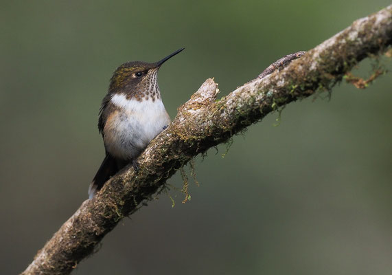 VULKANELFE, VOLCANO HUMMINGBIRD, SELASPHORUS FLAMMULA