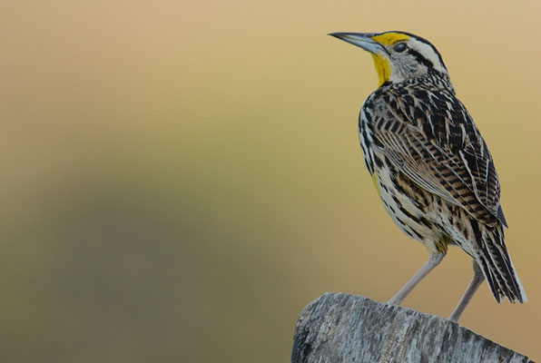 LERCHENSTÄRLING, EASTERN MEADOWLARK, STURNELLA MAGNA