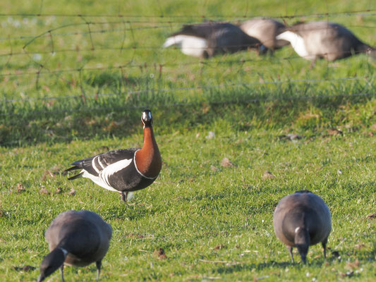 Rothalsgans, Red-breasted goose, Branta rufficollis