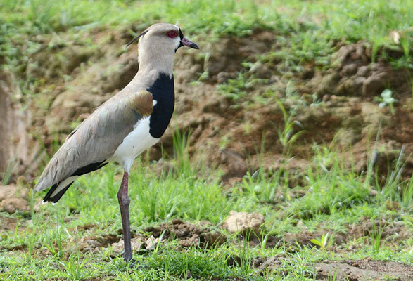 BRONZEKIEBITZ, SOUTHERN LAPWING, VANELLUS CHILENSIS