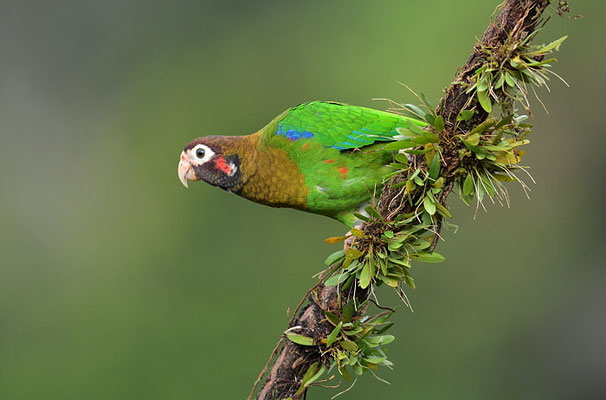 BLUTOHRPAPAGEI, BROWN-HOODED PARROT, PINOPSITTA HAEMATOTIS