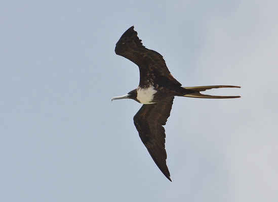 FREGATTVOGEL, MAGNIFICENT FRIGATEBIRD, FREGATA MAGNIFICENS
