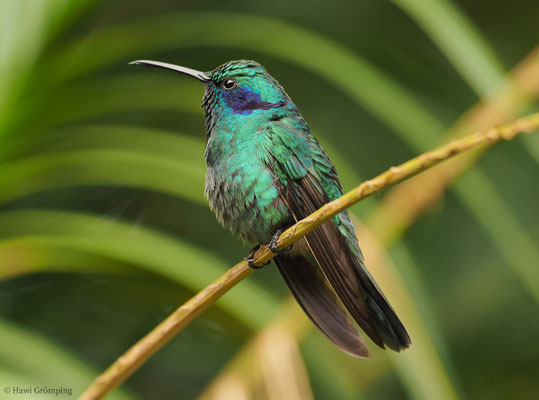 KLEINER VEILCHENOHRKOLIBRI, GREEN VIOLET-EAR, COLIBRI THALASSINUS