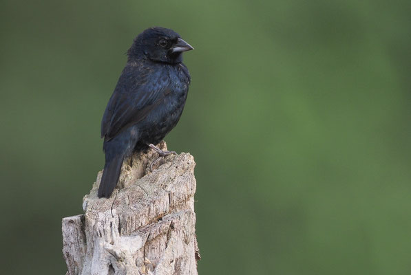 JAKARINITANGARE, BLUE-BLACK-GRASSQUIT, VOLATINIA JACARINA