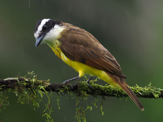 SCHWEFELTYRANN, GREAT KISKADEE, PITANGUS SULPHURATUS