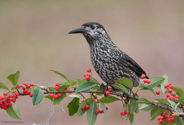 TANNENHÄHER, NUTCRACKER, NUCIFRAGA CARYOCATACTES