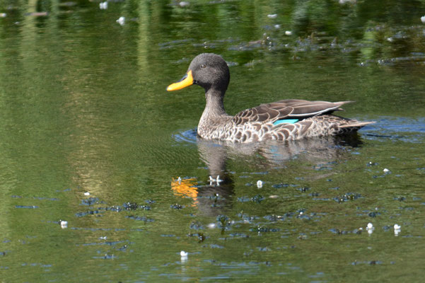 GELBSCHNABELENTE, YELLOW-BILLED DUCK, ANAS UNDULATA
