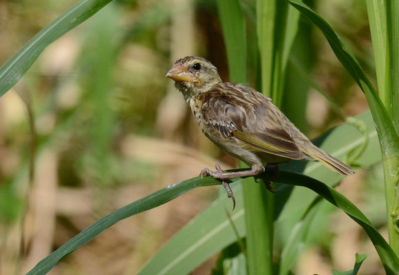 MANYARWEBER, STREAKED WEAVER, PLOCEUS MANYAR