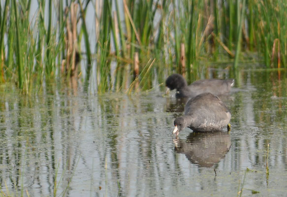 Amerikanisches Blässhuhn, American coot, Fulica americana