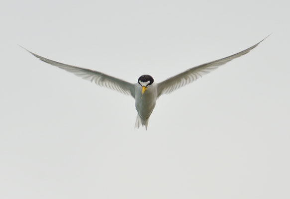 Amerikanische Zwergseeschwalbe, Least tern, Sternula antillarum