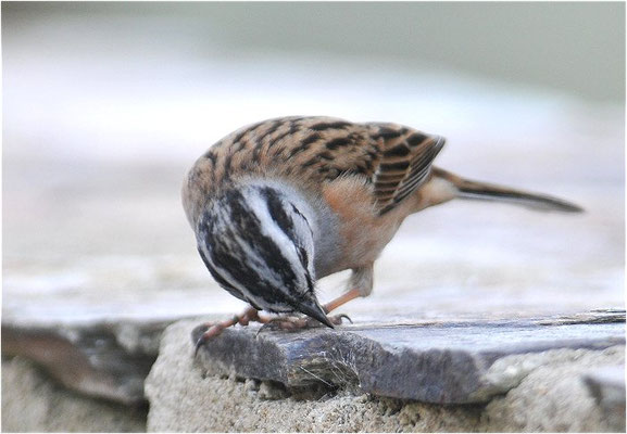 ZIPPAMMER, ROCK BUNTING, EMBERIZA CIA