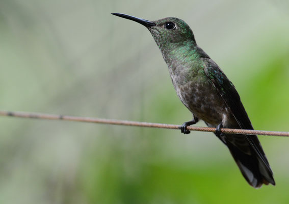 SCHUPPENBRUSTKOLIBRI, SCALY-BREASTED HUMMINGBIRD, PHAEOCHROA CUVIERII