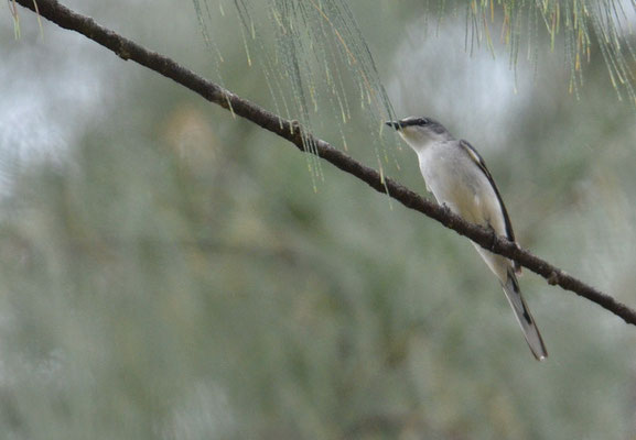 GRAUMENNIGVOGEL, ASHY MINIVET, PERICROCOTUS DIVARICATUS