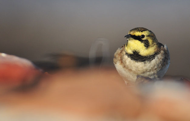 OHRENLERCHE, SHORE LARK (HORNED LARK), EREMOPHILA ALPESTRIS