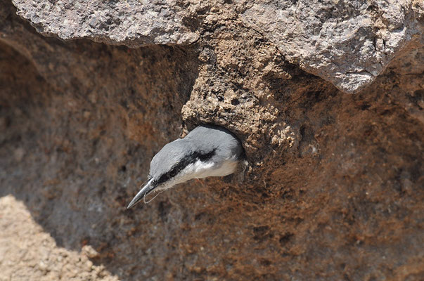 FELSENKLEIBER, ROCK NUTHATCH, SITTA NEUMAYER