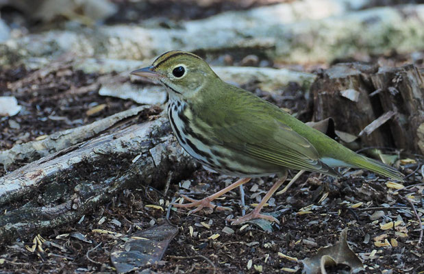 PIEPERWALDSÄNGER, OVENBIRD, SEIURUSS AUROCAPILLA